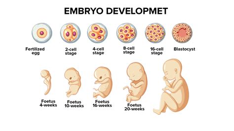 Embryonic and fetal development - At 22 days after conception, the neural tube forms along the back of the embryo, developing into the spinal cord and brain. Growth during prenatal development occurs in two major directions: from head to tail (cephalocaudal development) and from the midline outward (proximodistal development). 